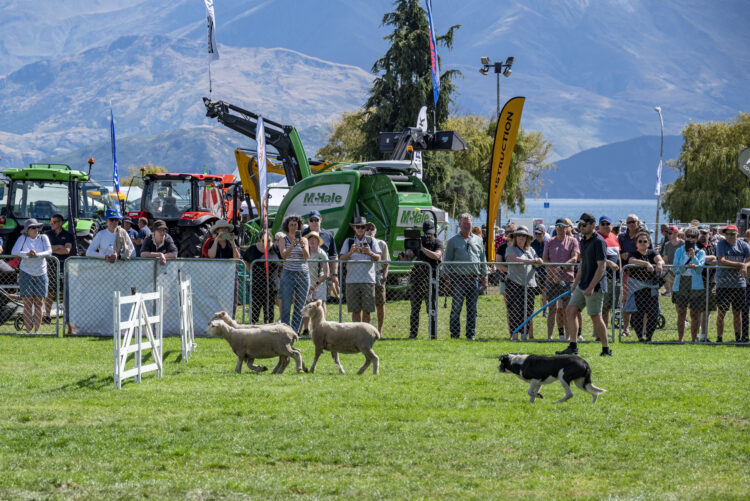 2023-03-10 Wanaka A&P Show - Dog Trials-1