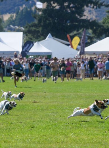 2024 Wanaka A&P - Jack Russell Race-41