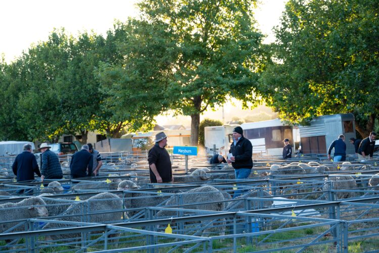 2024 Wanaka A&P - Merino Judging-18