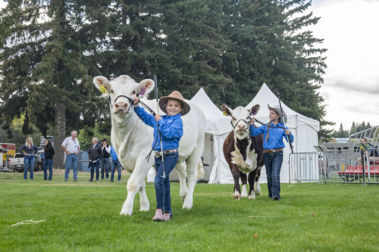 2025 Wānaka A&P - Cattle-17