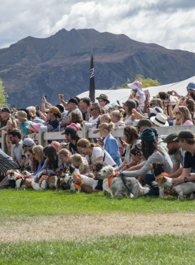 2025 Wānaka A&P - Jack Russell Race-25