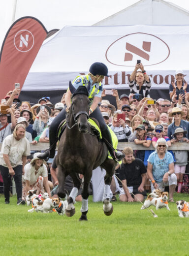 2025 Wānaka A&P - Jack Russell Race-78