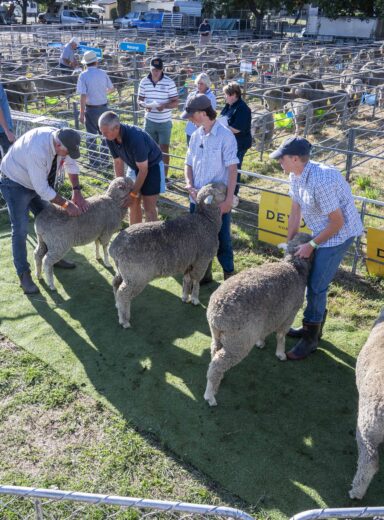 2025 Wānaka A&P - Merino Judging-10