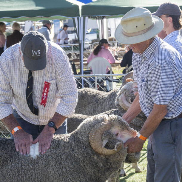 2025 Wānaka A&P - Merino Judging-17