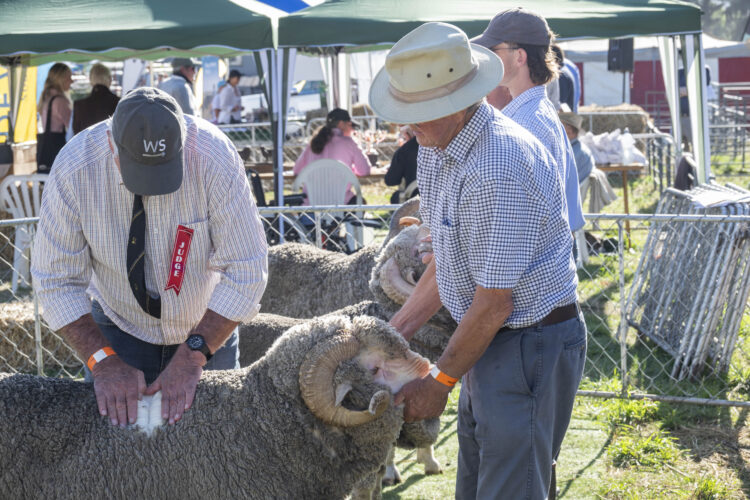 2025 Wānaka A&P - Merino Judging-17