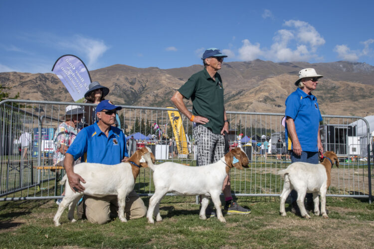 2025 Wānaka A&P - Rural Village - Boer Goats 6