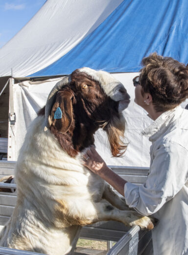 2025 Wānaka A&P - Selection Day Two 13