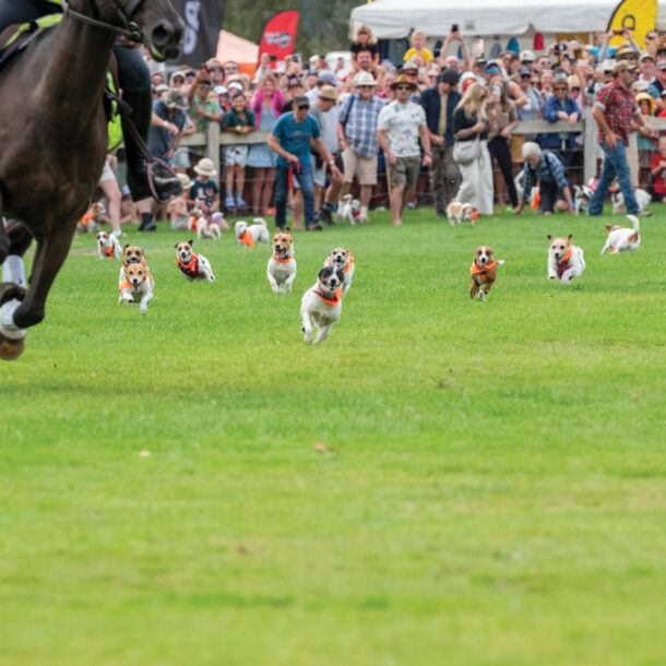 2025-Wānaka-A&P---Jack-Russell-Race-80