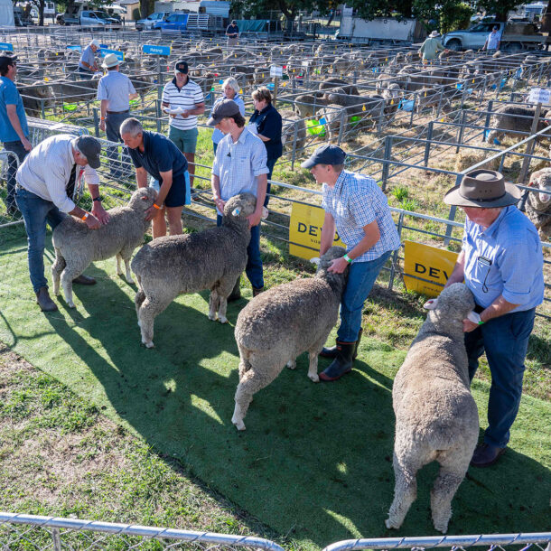 2025-Wānaka-A&P---Merino-Judging-10