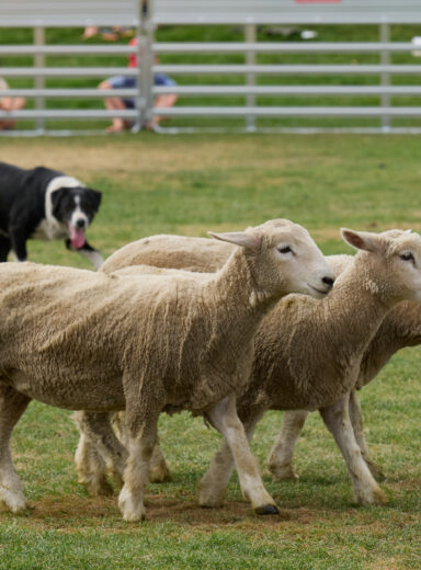 Wanaka A&P Show_07