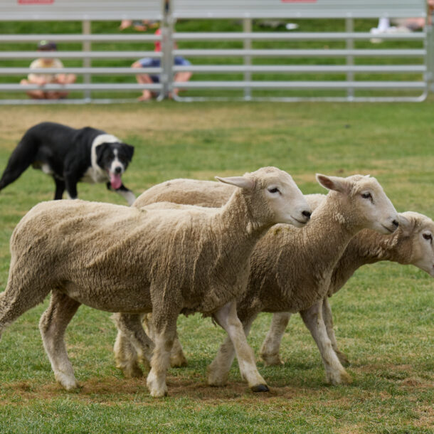Wanaka A&P Show_07