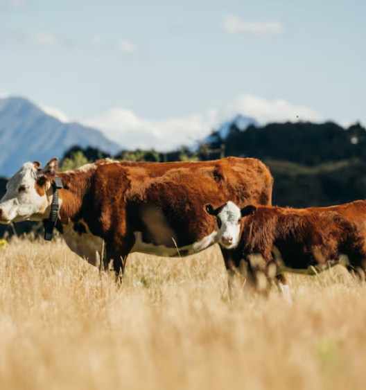 Cow and Calf