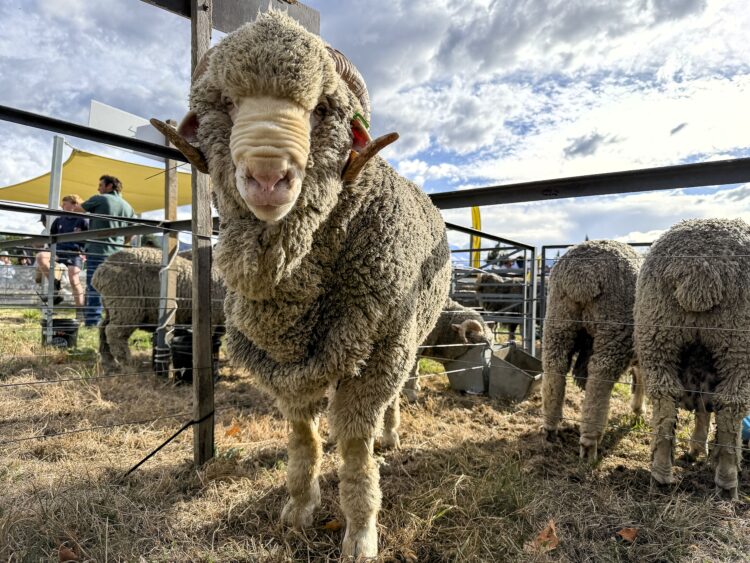 2026 Wānaka A&P Show - Sheep & Merino-31