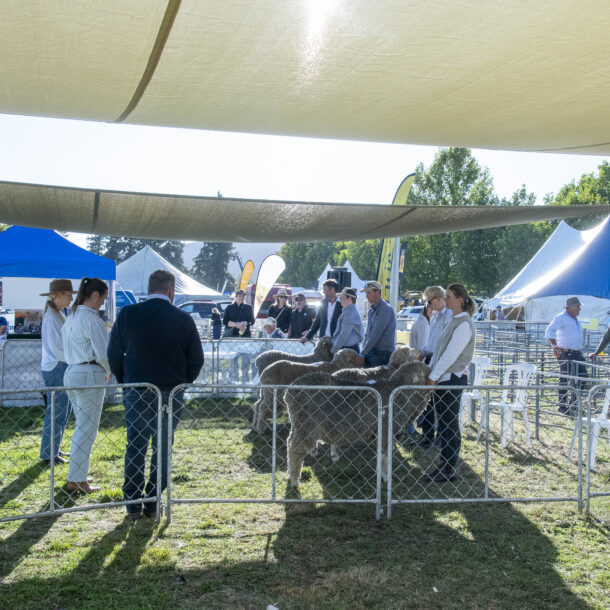 2026 Wānaka A&P Show - Sheep & Merino-43 (1)